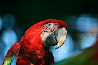 Parrot in the Shade - frank