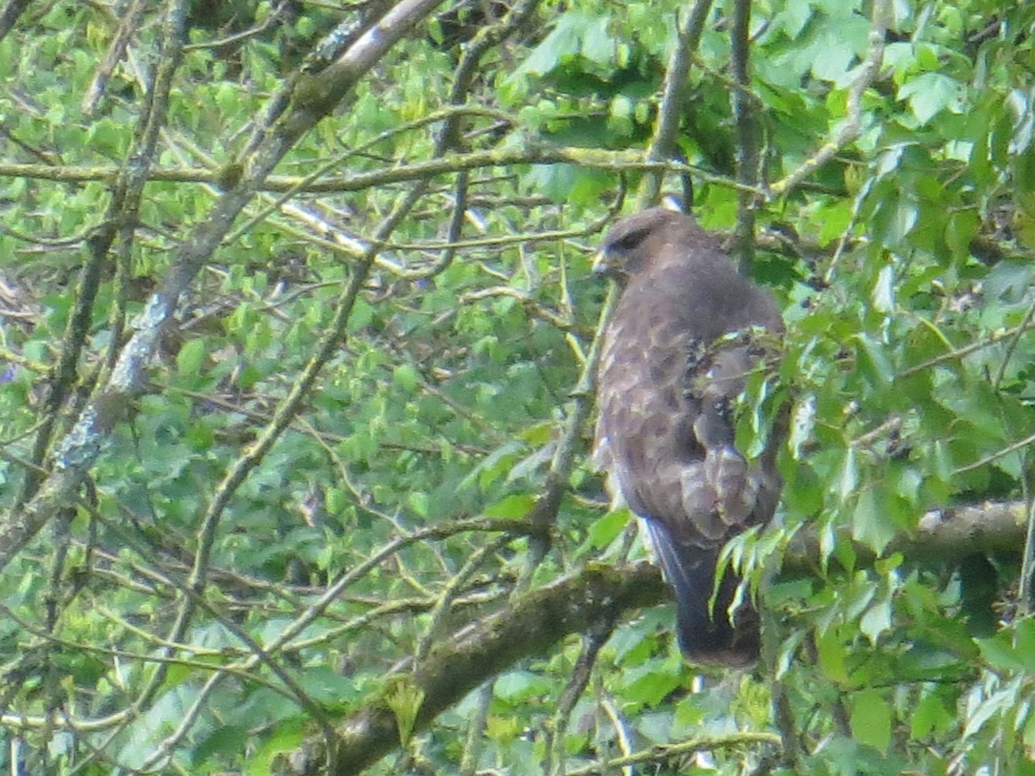 Bird sitting on in a tree.