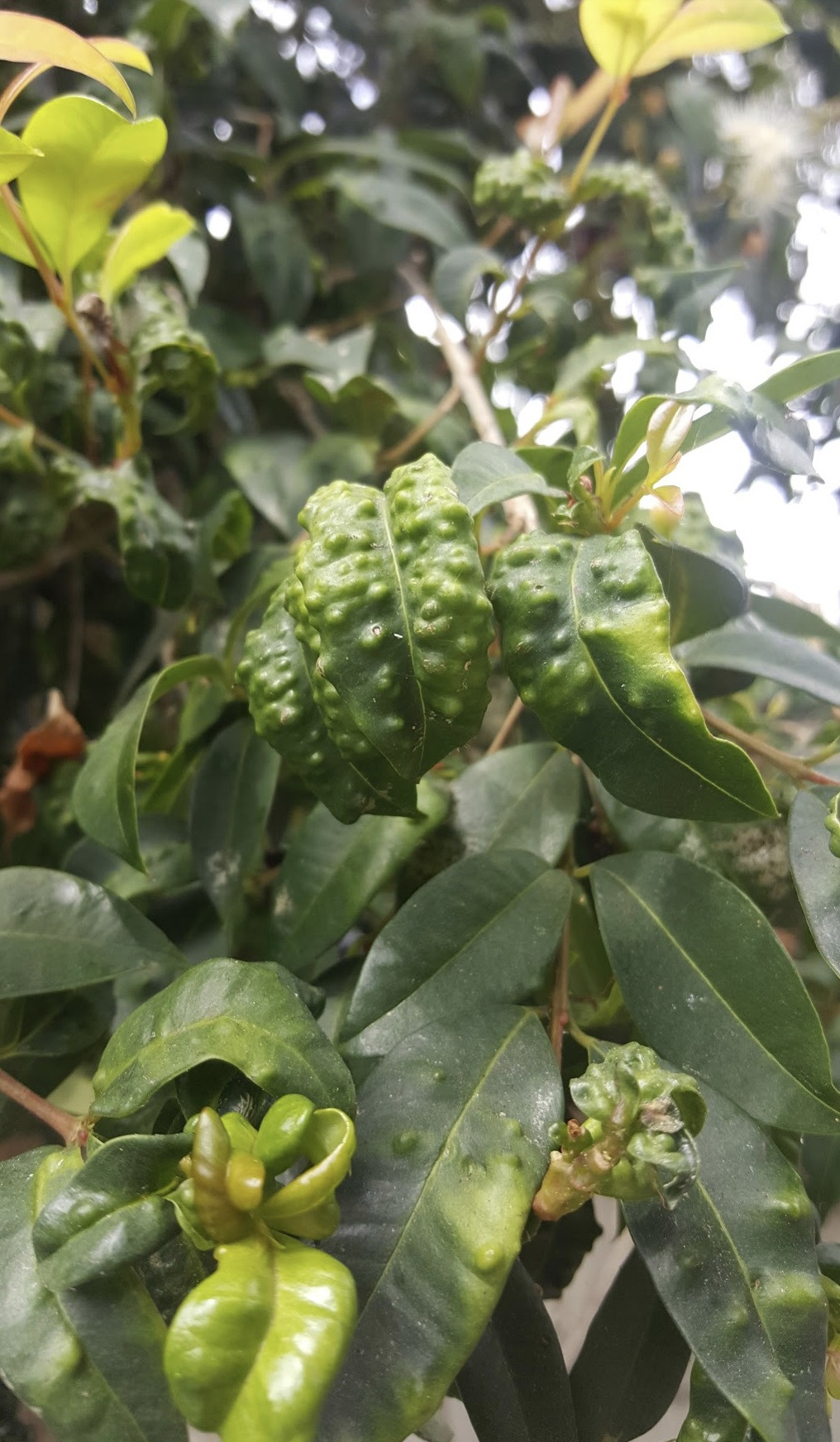 Warped leaves