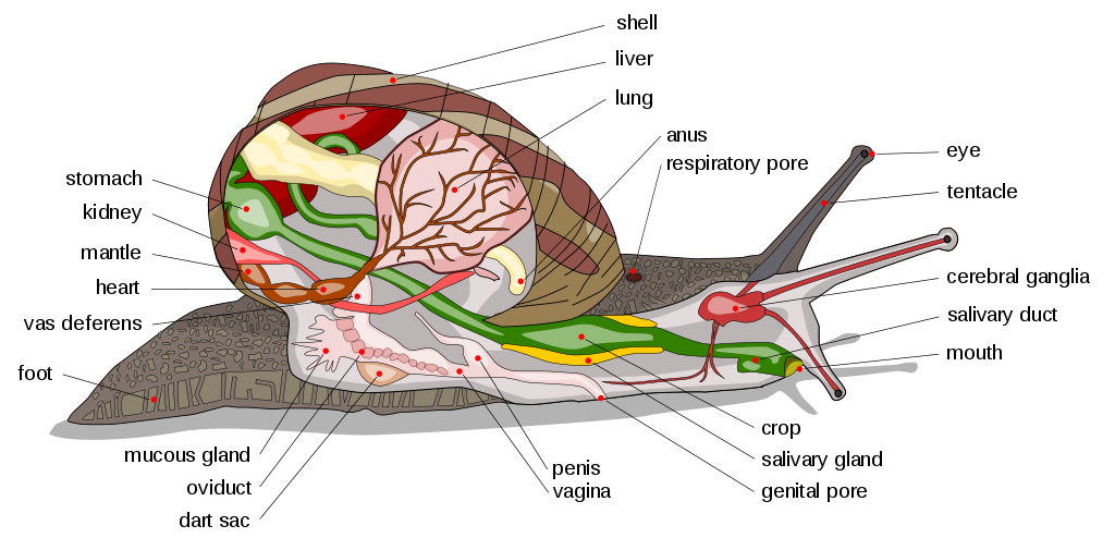 snail structure