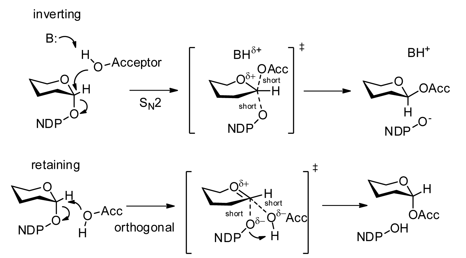 glycosyltransferase mechanisms