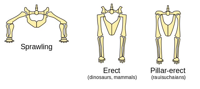 different types of anatomies