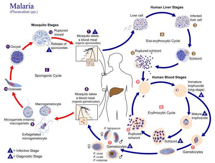 Plasmodium life cycle