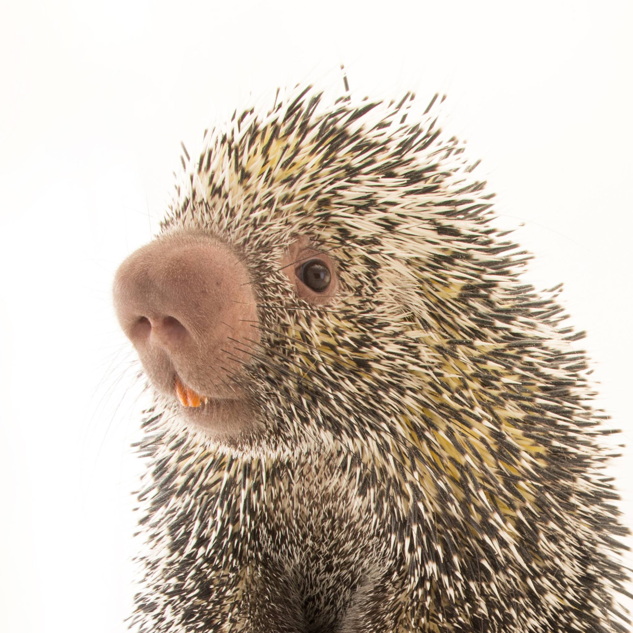 porcupine's user avatar