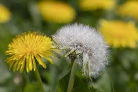 a fragile-looking white furred dandelion in a field of yellow dandelions