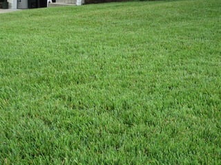 Cool-season lawn