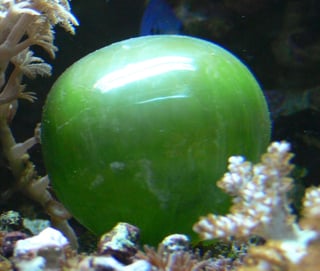 Picture of large speherical Valonia ventricosa.