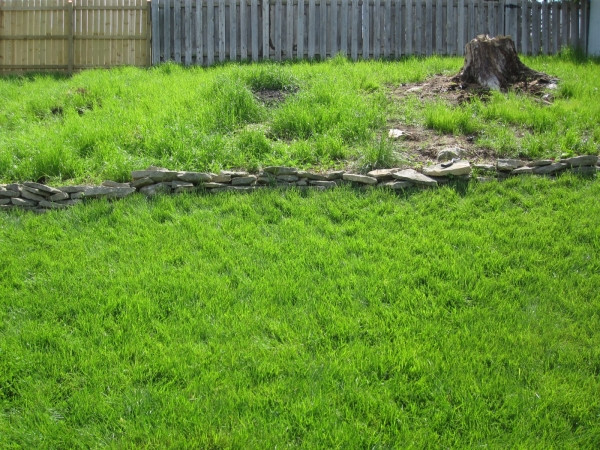 Garden area covered in Annual Rye grass