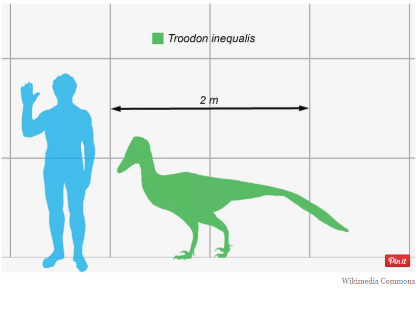 Troodon size comparison