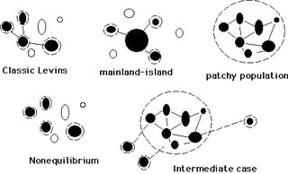 metapopulation