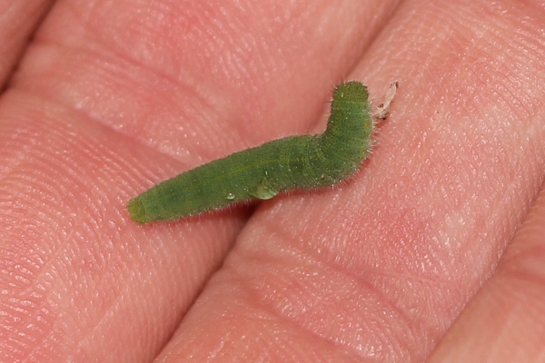 caterpillar