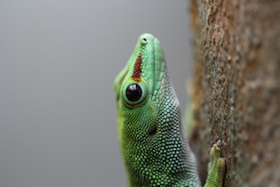 Tree Lizard - Frank