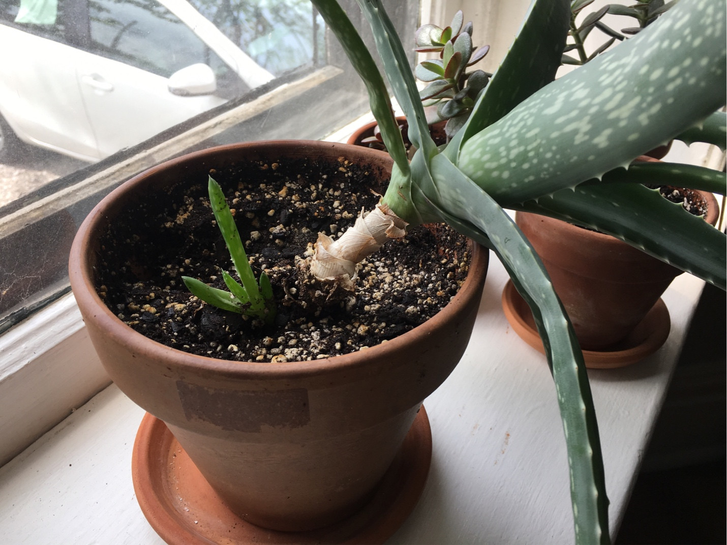 aloe plant