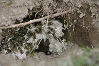 Image of Nest Close up