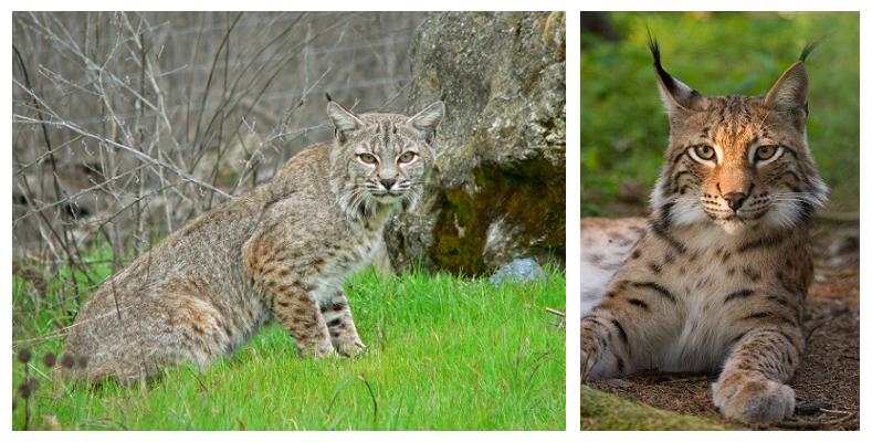 bobcat and lynx, for comparison