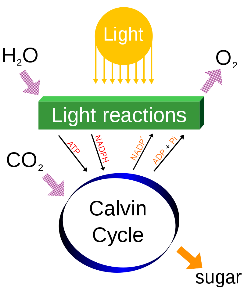 photosynthesis