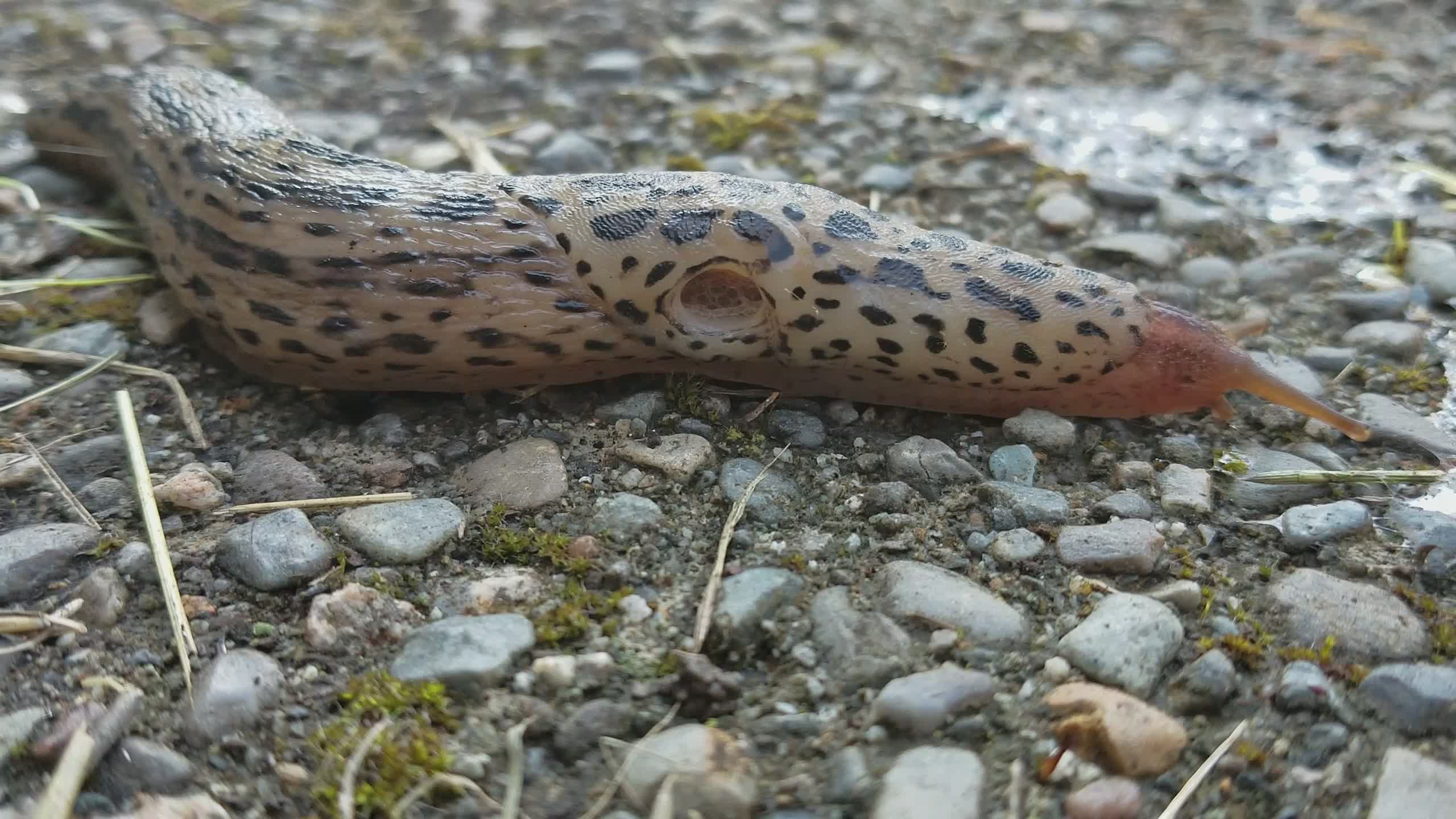 Awesome Slug - taking a stroll for a breath of fresh air