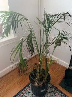 Cat Palm in January looking like it's dying