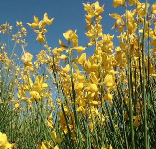 Spanish broom in bloom