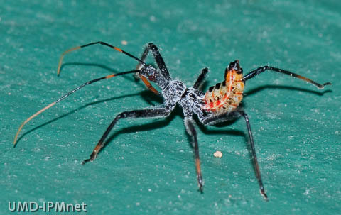 Assassin bug