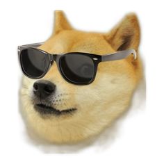 QuantumDoge's user avatar