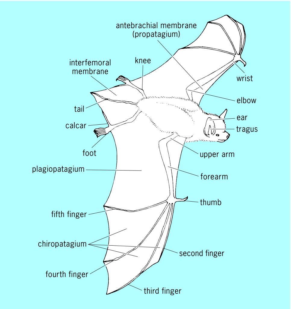 Bat wing membrane diagram