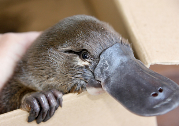 Platypus's user avatar