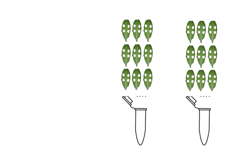 pooling scheme