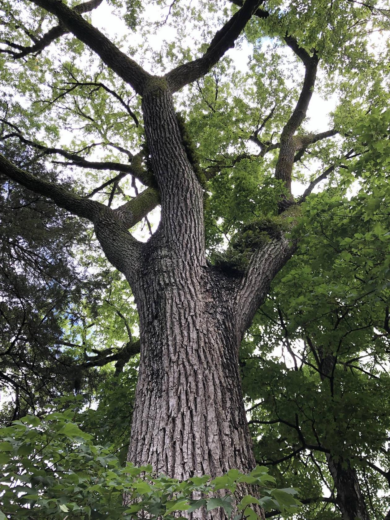 A tree with several branches