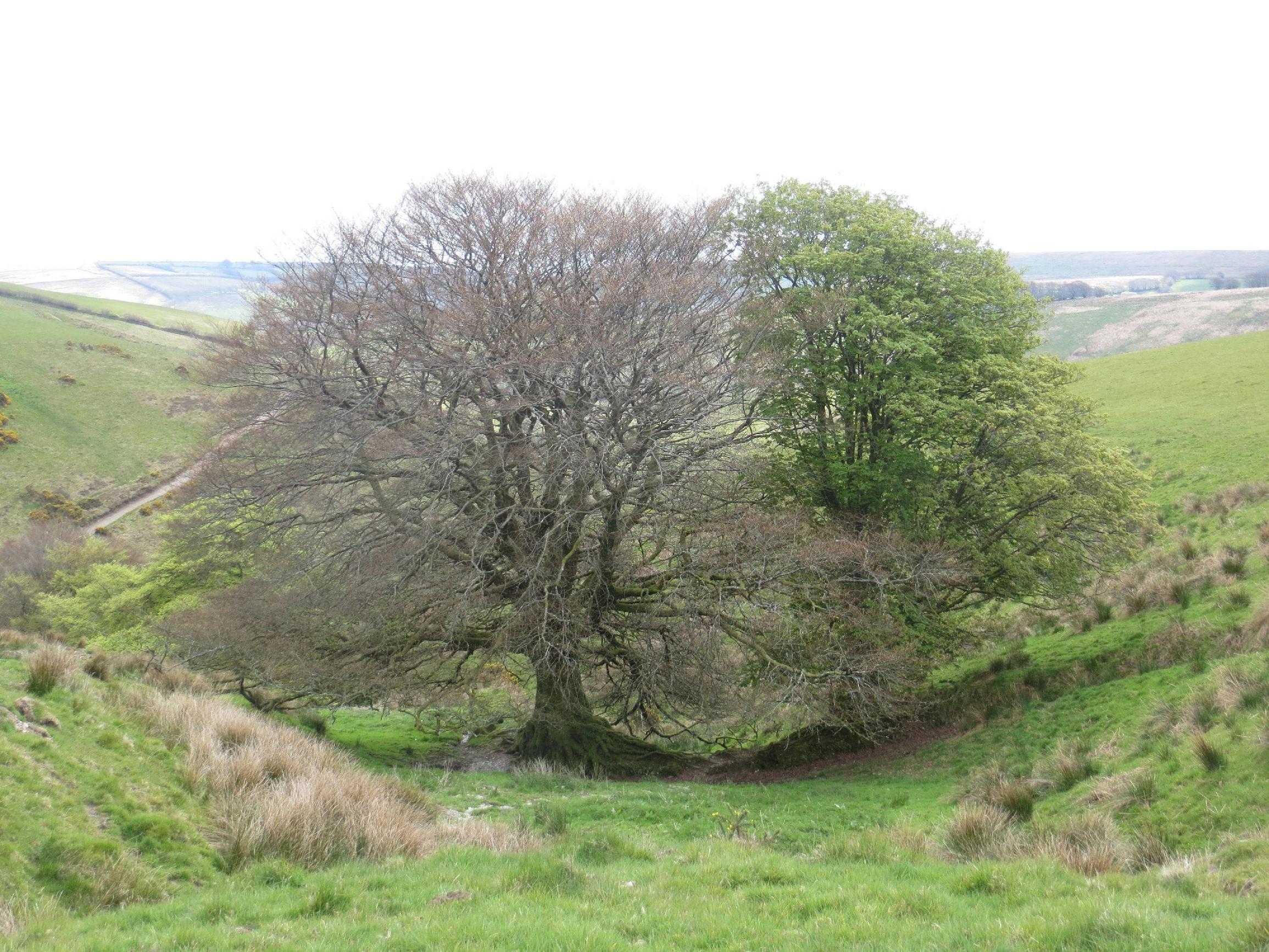 Two trees, one without and one with leafs.