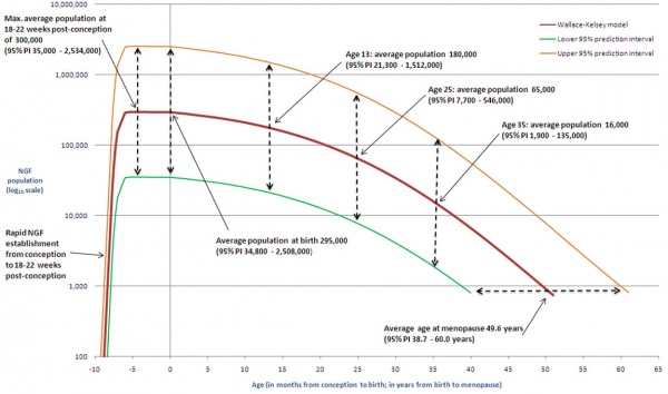 graph of oocytes in human body