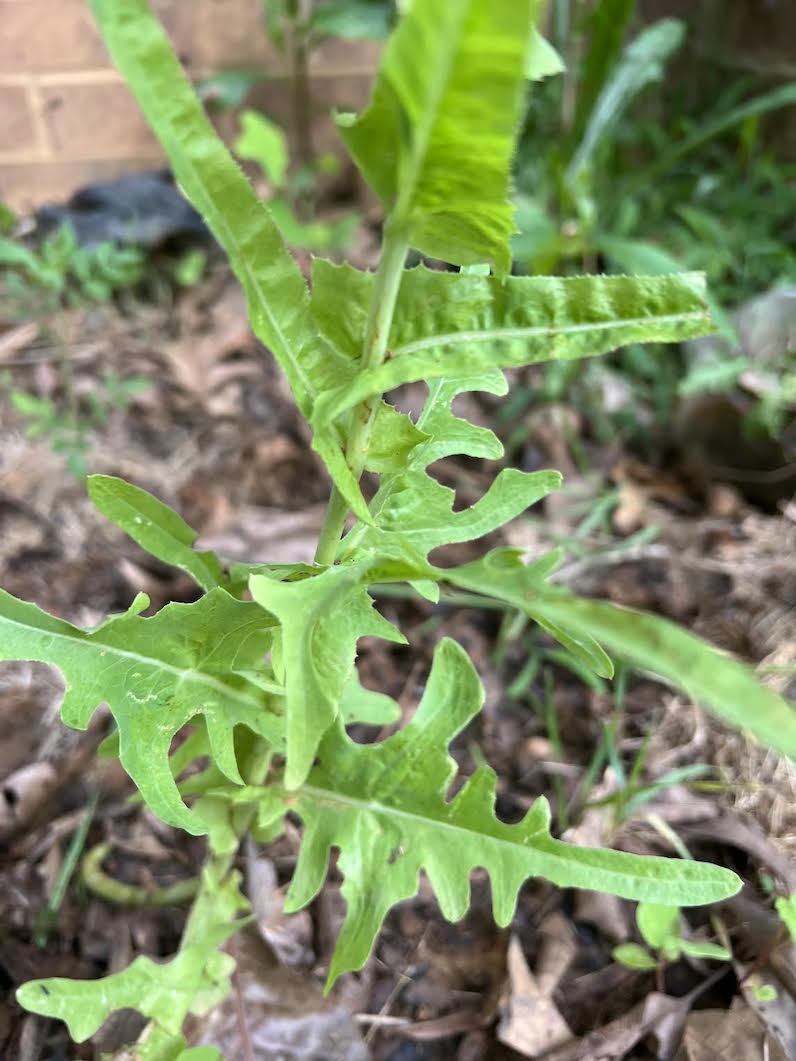 unknown plant - bottom half, leaves are squiggly