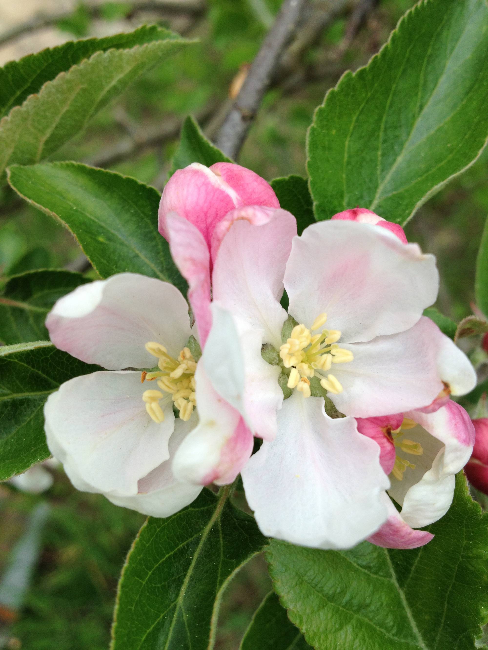 Springtime in my garden ... as of Apr 14, 2017 ... ready for the bees to arrive.