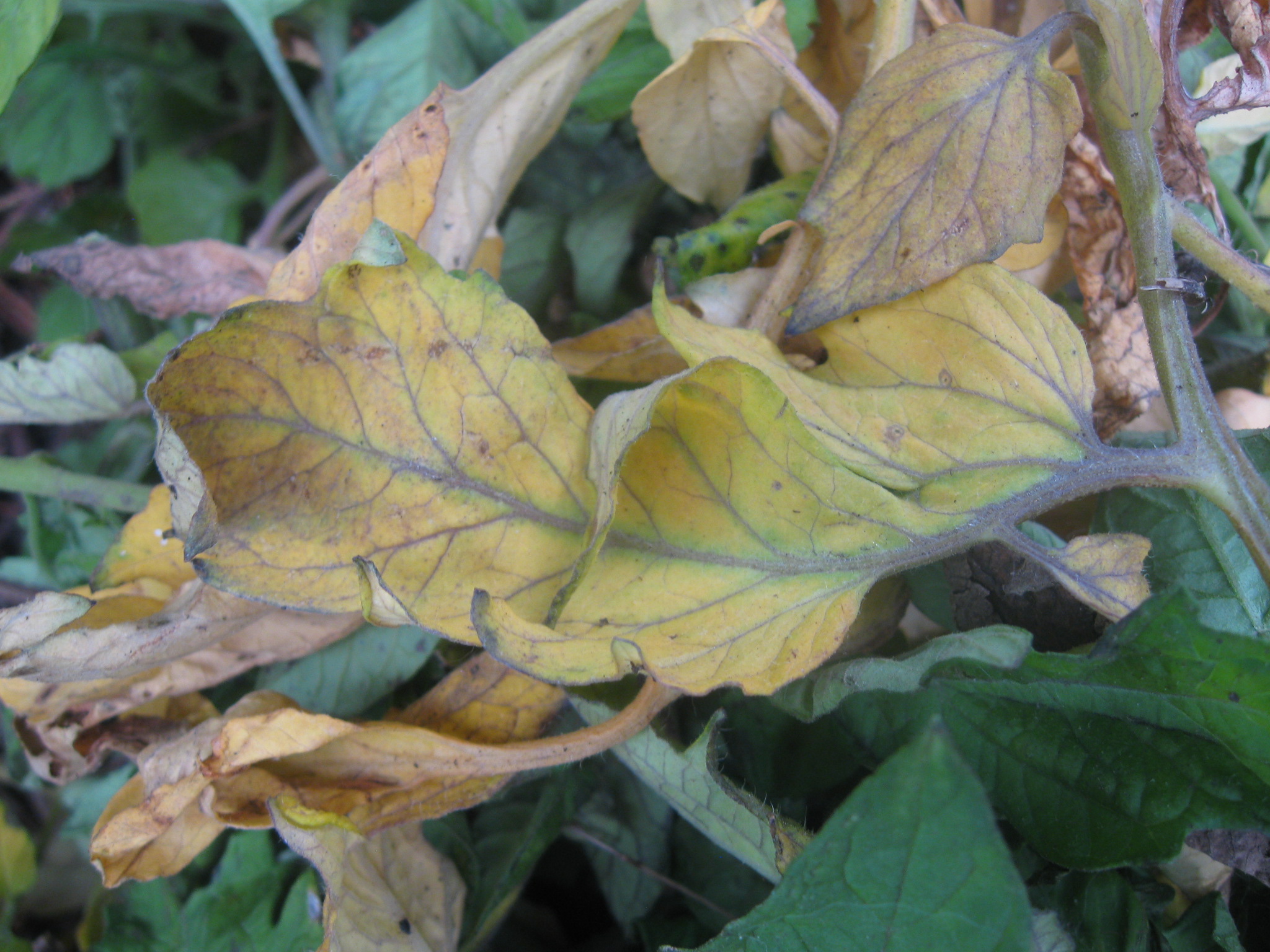 Photo of a yellow leaf