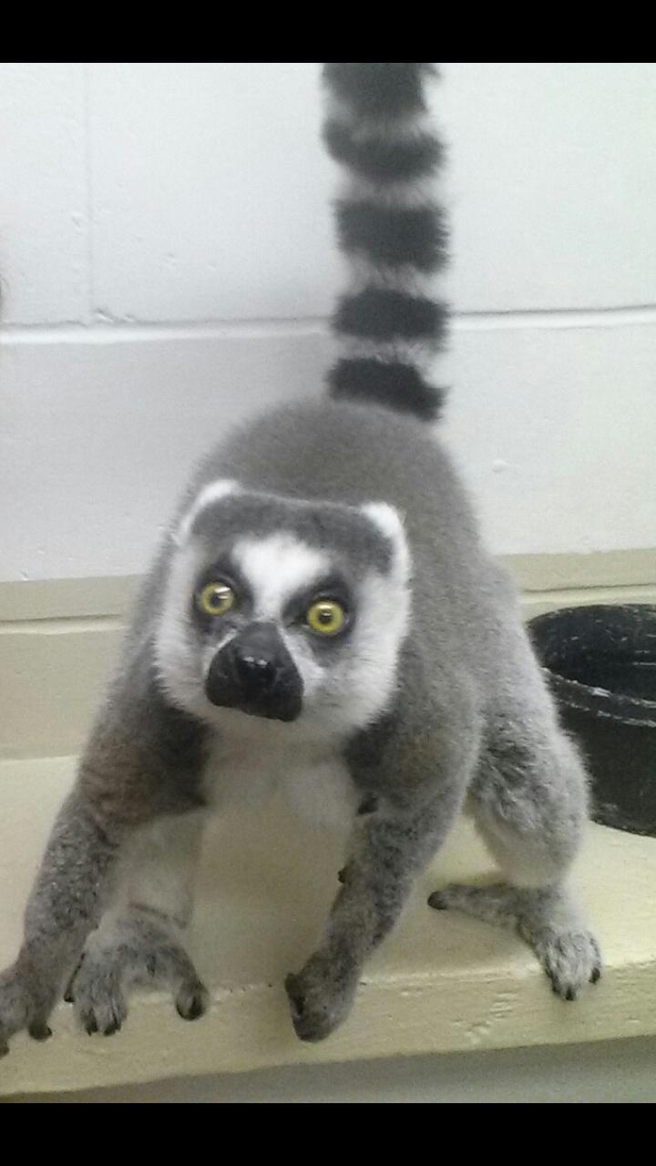 SurprisedLemur's user avatar