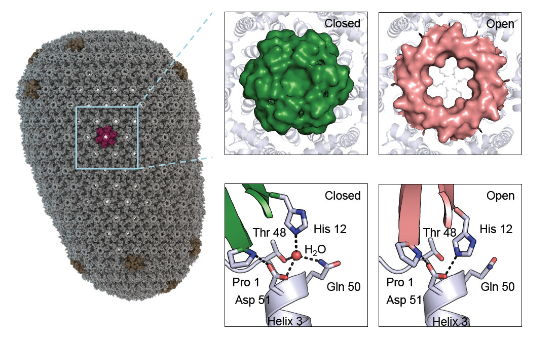 image courtesy of https://www.diamond.ac.uk/Science/Research/Highlights/2017/Dynamic-pores-in-the-HIV-capsid-import-nucleotides-for-DNA-synthesis0.html