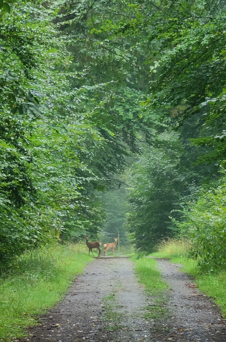 German Deer