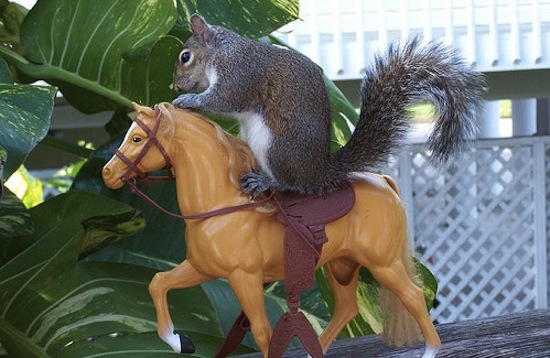 nomadic squirrel's user avatar