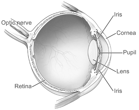 Diagram of human eye