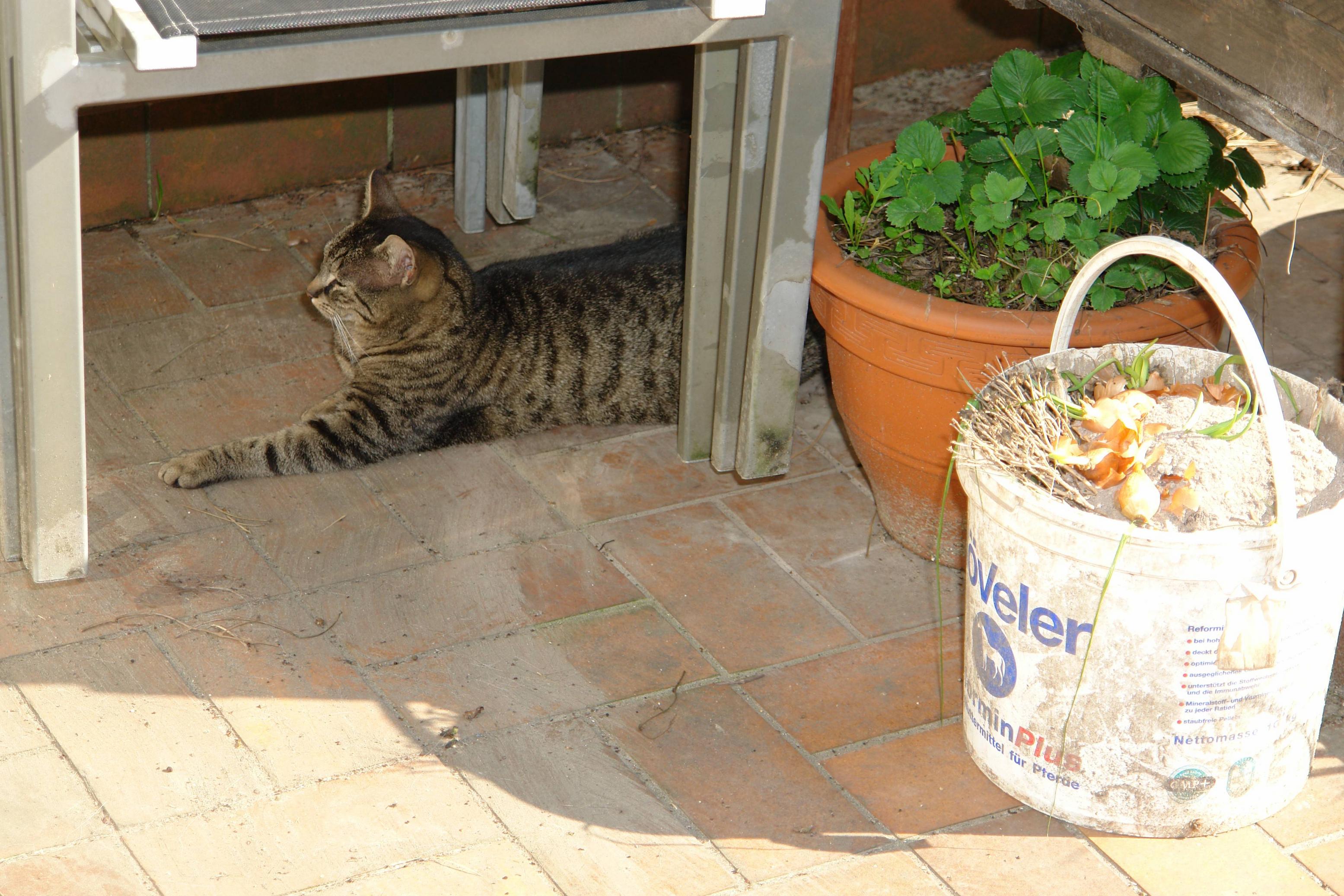 Cat under table in sunshine