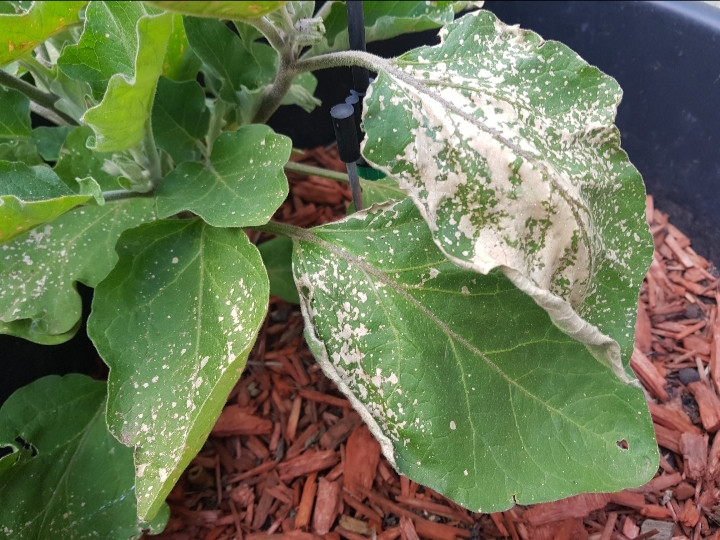 Leaves with white marks