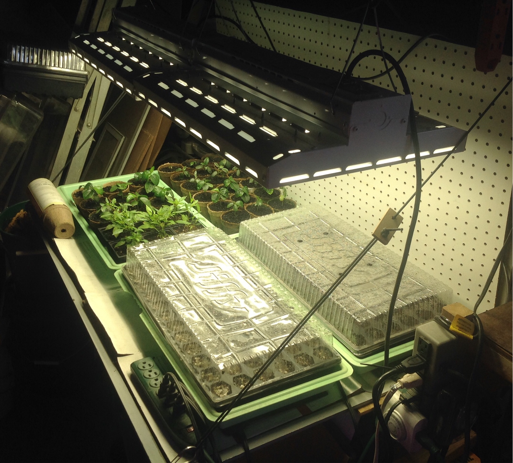 Thai peppers in upper left tray - typical starting setup w/white LED