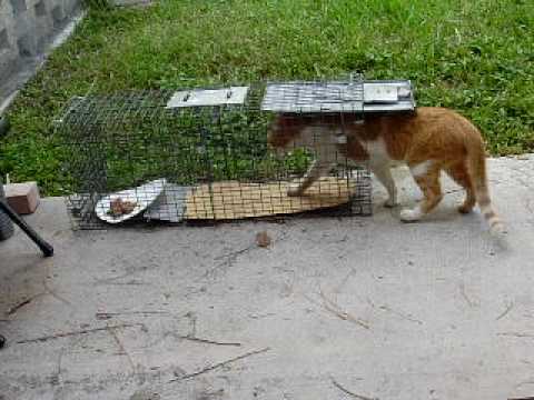 Cat walking into live trap with food