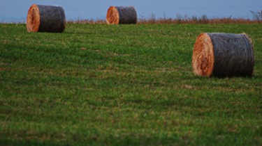 Hay rolls