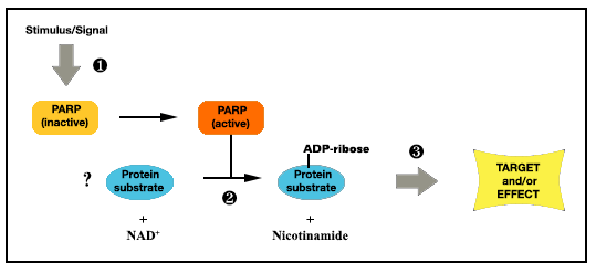 Stages in PARP action in cellular metabolism