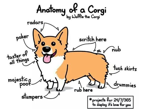 Corgs