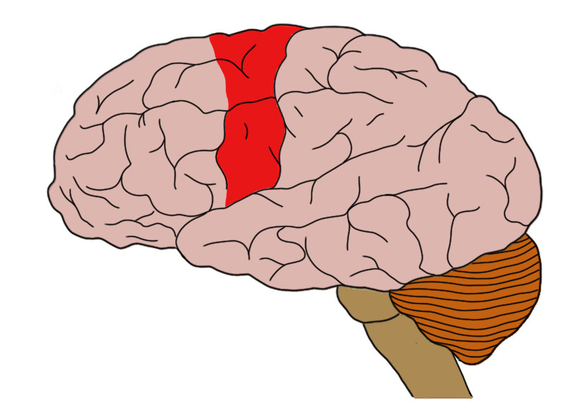 Motor cortex in the frontal lobe