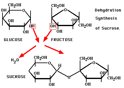 dehydration process