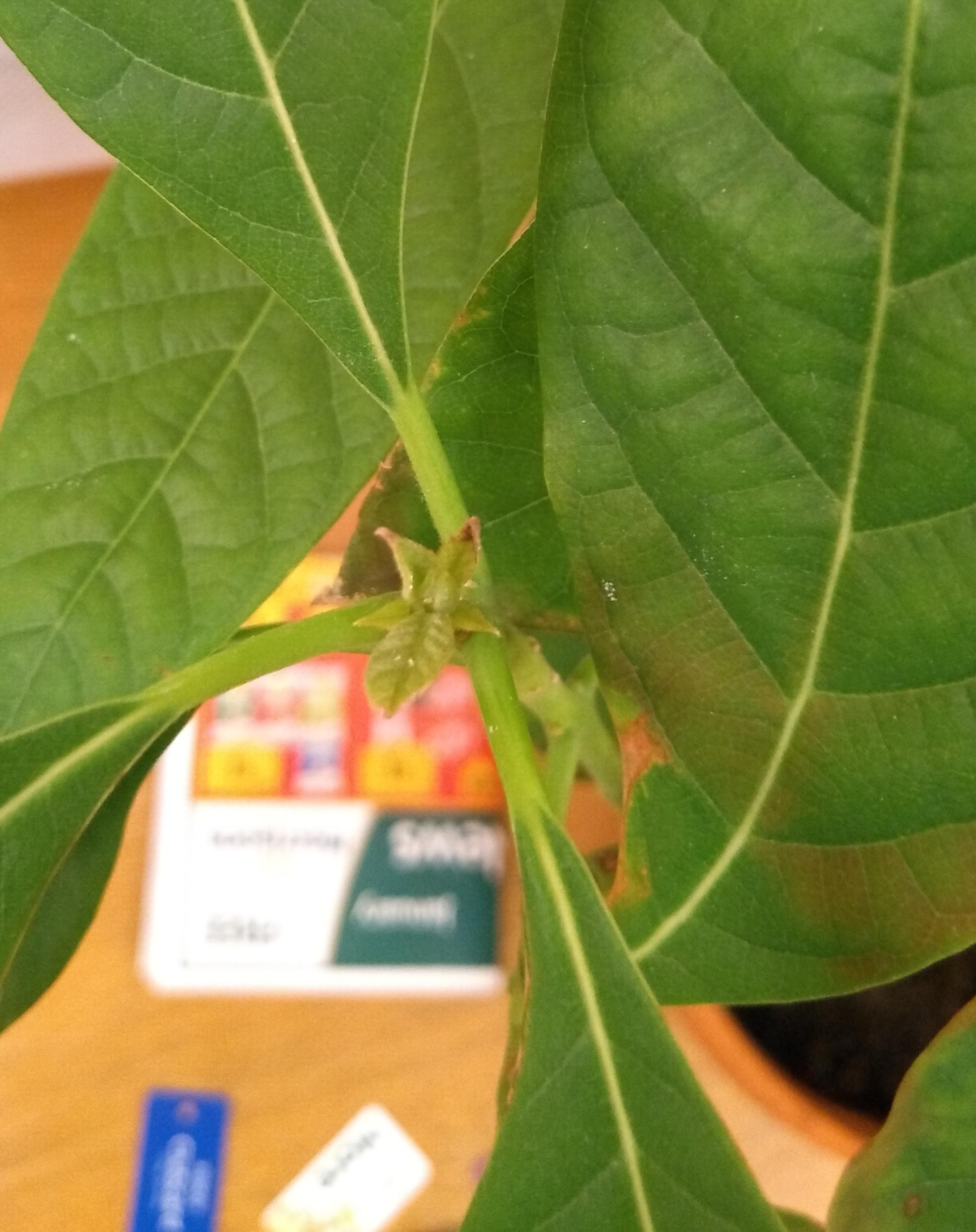 Plant2- new leaves turning brown before growing 