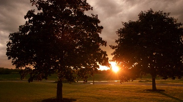 Maple by Sunset by Brett Petch